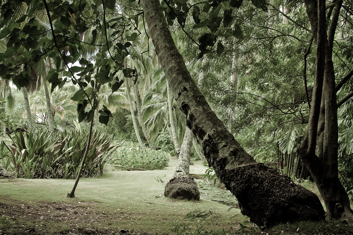 McBryde Garden