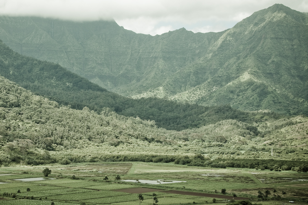 Hanalei Taro Field