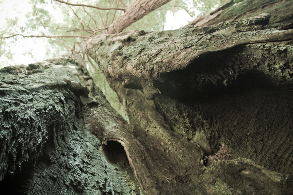 Big Basin State Park