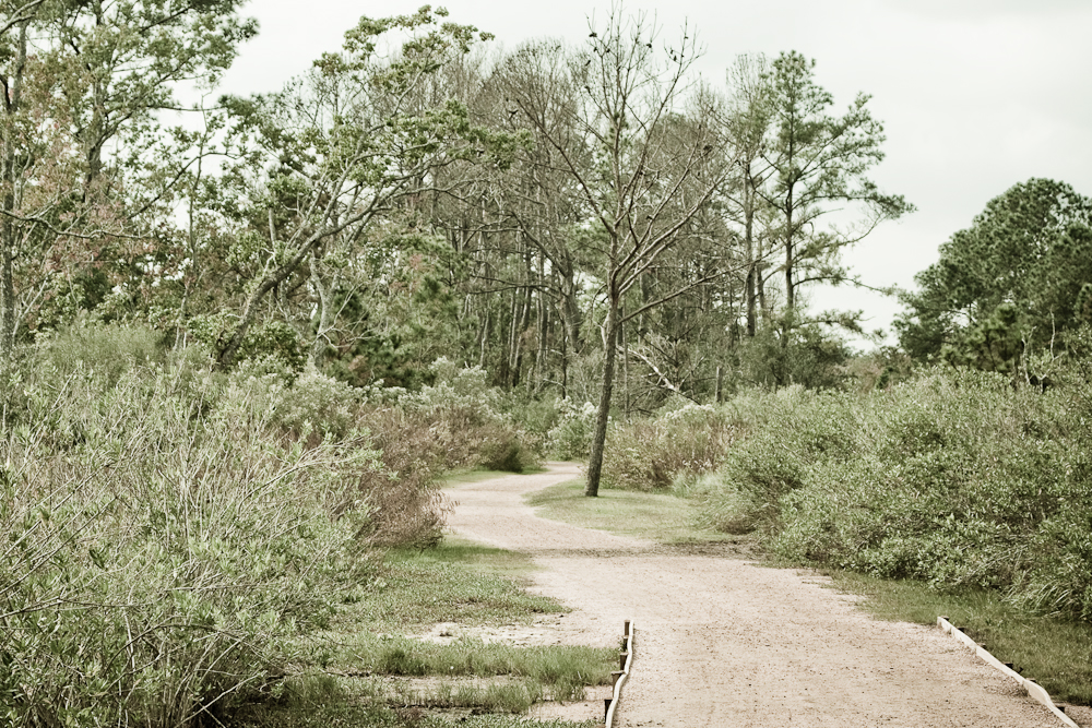 Pine Gully Park